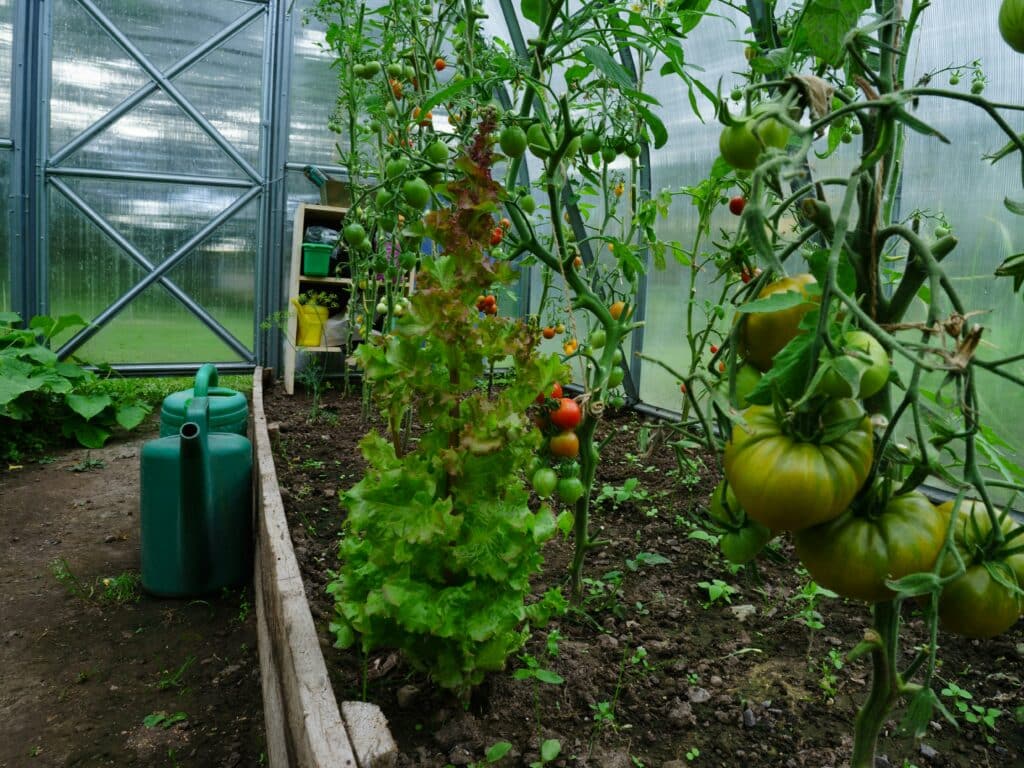 potager en lasagne